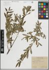 Foto von Salix purpurea L.